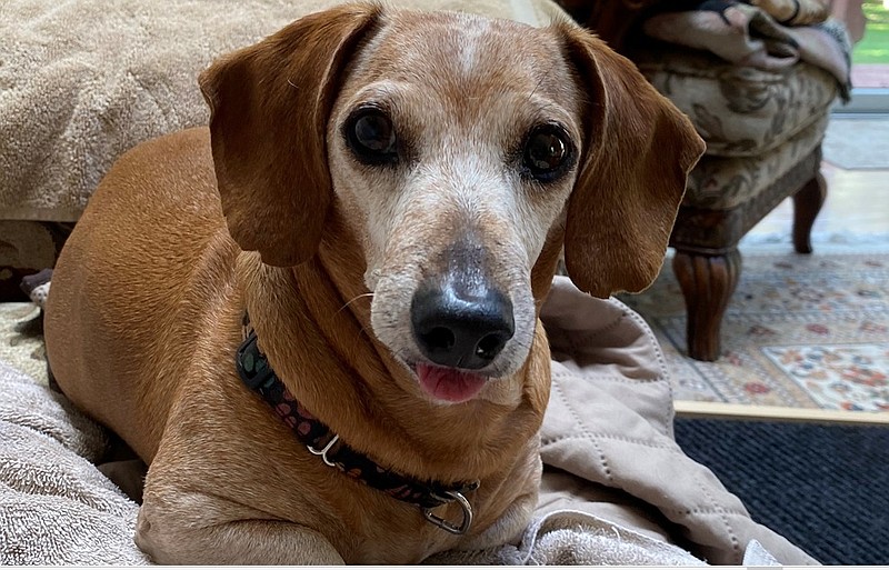 Toby, an 11-year-old dachshund, was reported missing early Sunday. (Credit: Hatfield Police)