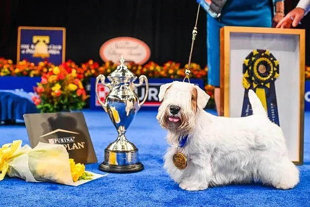 Stache the Sealyham terrier owned by Margery Good of Cochranville, Chester County, won the 2023 National Dog Show Best In Show title. The 2024 show will be held Saturday, Nov. 16, at the Greater Philadelphia Expo Center at Oaks in Montgomery County, but he will not be competing. (Courtesy of the National Dog Show)