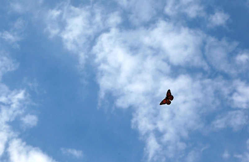 A new monarch butterfly takes to the sky  in West Palm Beach, Florida on April, 2012.