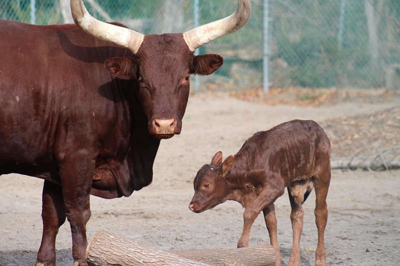 The male calf is watched by its mother, Darla. (Courtesy of Cape May County Zoo)