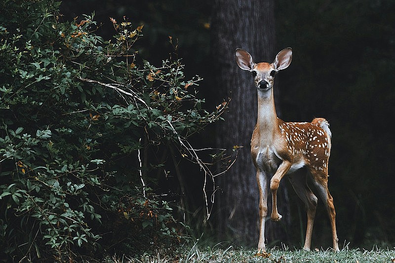 Deer. (Credit: Scott Carroll / Unsplash.com)