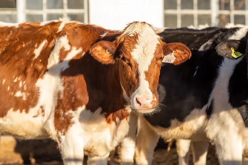 A cow at a PA dairy farm. File photo.