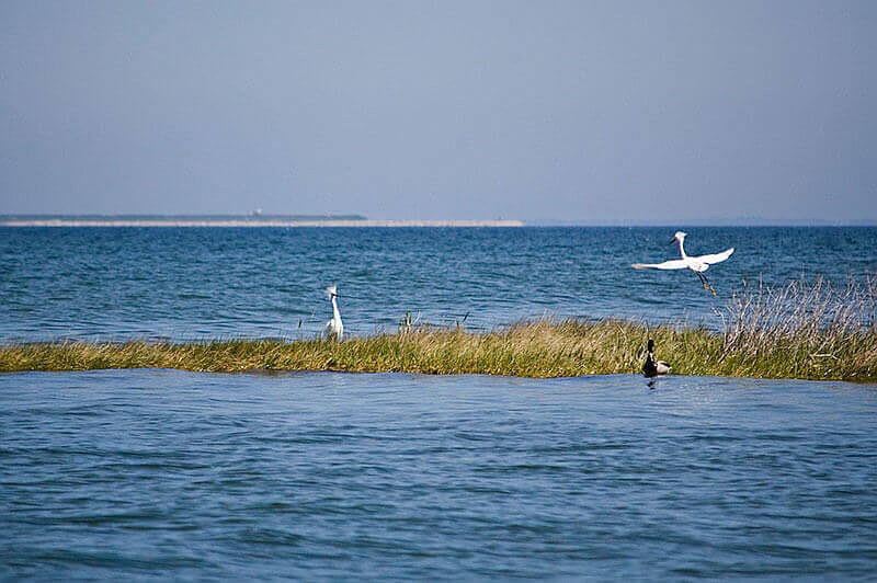 Bird and marsh grass along the Chesapeake Bay. (Credit: Virginia Office of Natural Resources)