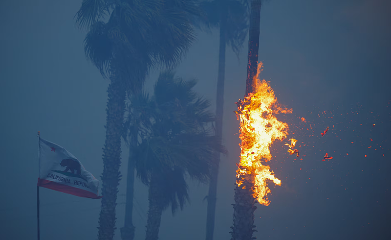 A palm tree burns at Sunset Beach during a wildfire in the Pacific Palisades neighborhood of west Los Angeles, January 7. REUTERS/Mike Blake