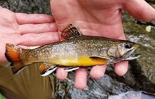 NJDEP/Brook trout
