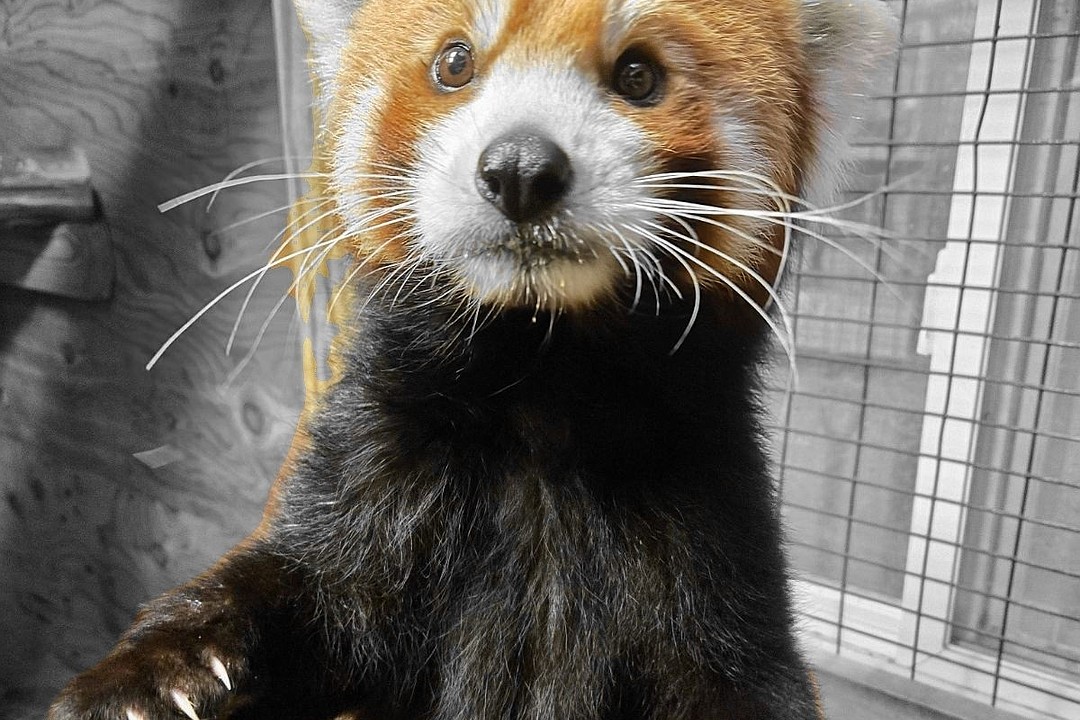 Red Panda Dies at Cape May County Zoo OCNJ Daily(02)