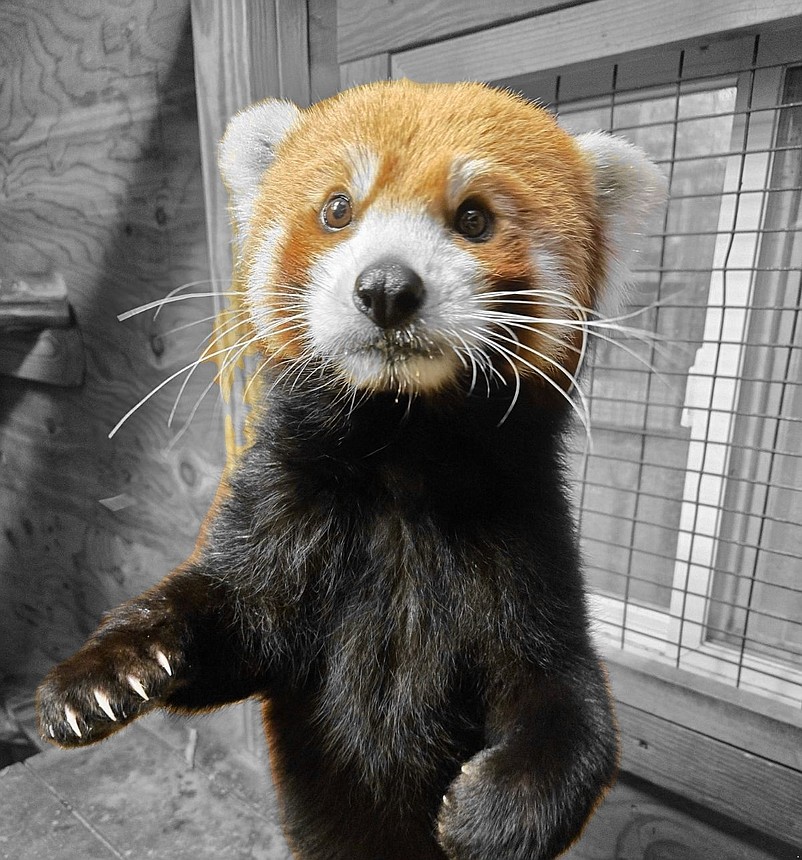 The Red Panda was named David Bowie. (Photo courtesy of Cape May County Zoo)