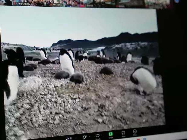 During the Zoom call, penguin chicks were chasing each other, playing and eating as Pennycook stood just three feet away from them. (Credit: David Thomas)