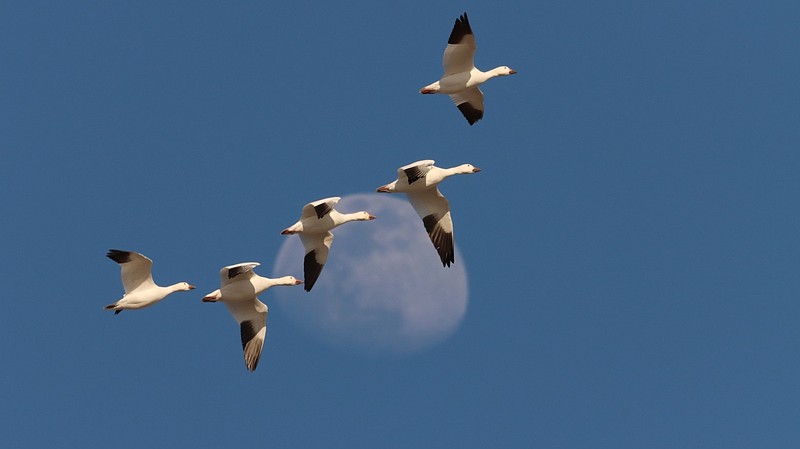 Snow geese are among the waterfowl species that can transmit bird flu. (Credit: Sandra Uecker/U.S. Fish and Wildlife Service)