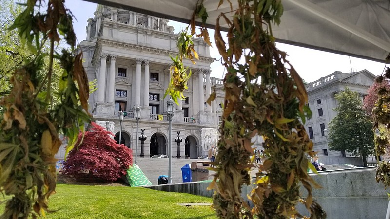 Hemp plants hang beneath a tent at a rally to legalize recreational cannabis outside the Pennsylvania State Capitol on April 20, 2021 (Credit: Capital-Star photo).