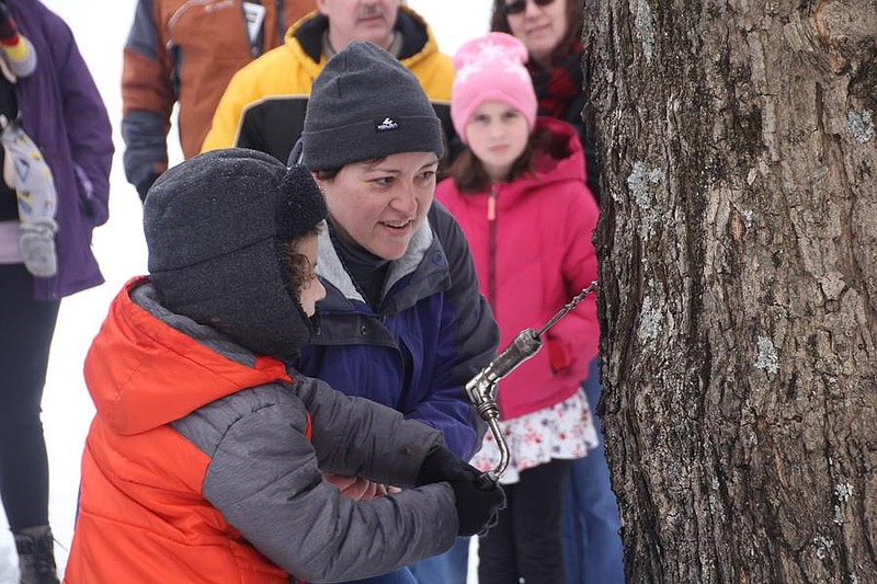 Drilling for liquid gold: Learn tree-tapping and sap gathering at "Maple Sugar Magic" on March 1 at Green Lane Park (Credit: Montgomery County)