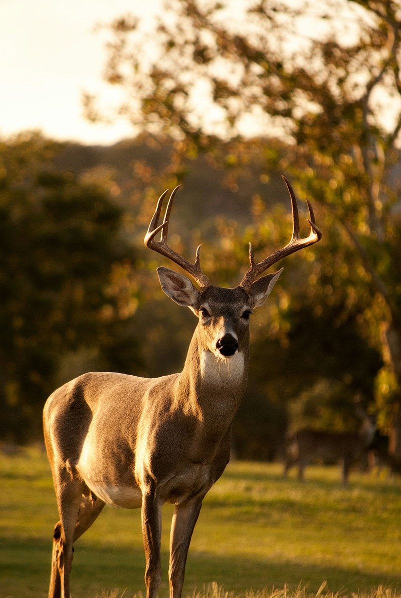 Deer. (Credit: Laura College/Unsplash)