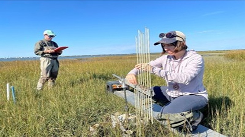 NJDEP/Scientists Dr. Joshua Moody and Metthea Yepsen measure relative elevation change of sediments in a wetland near Avalon.