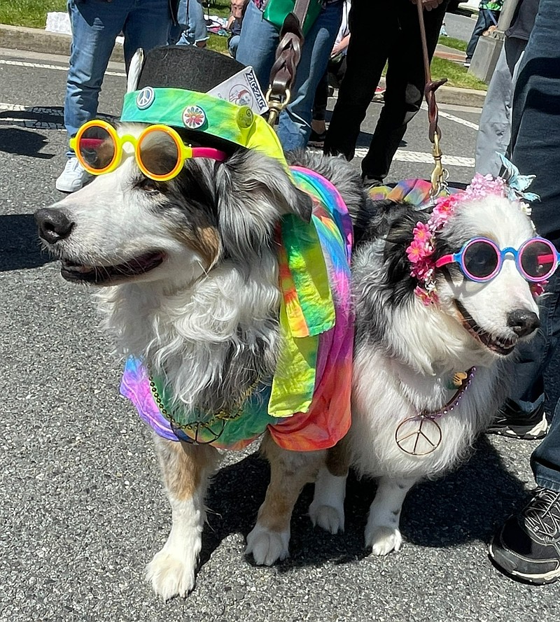 Hannah Hussman Cold Soup Marketing/Margate's Cherry Blossom Festival