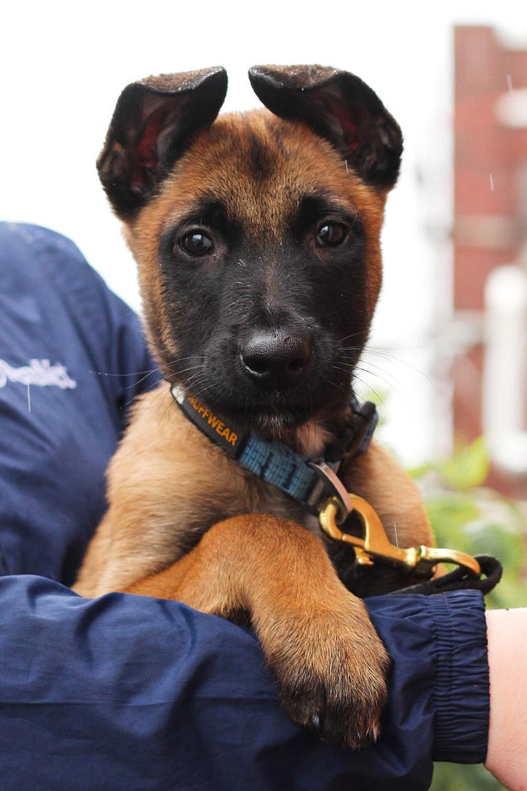 Credit: Penn Vet Working Dog Center