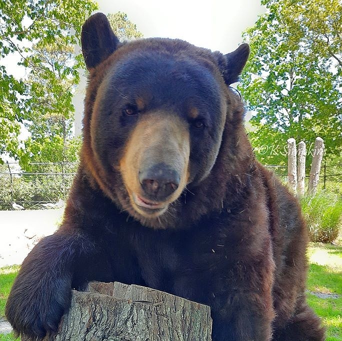 Cody, one of the zoo's favorite animals, lived to be 20 years old. (Courtesy of Cape May County Park and Zoo)