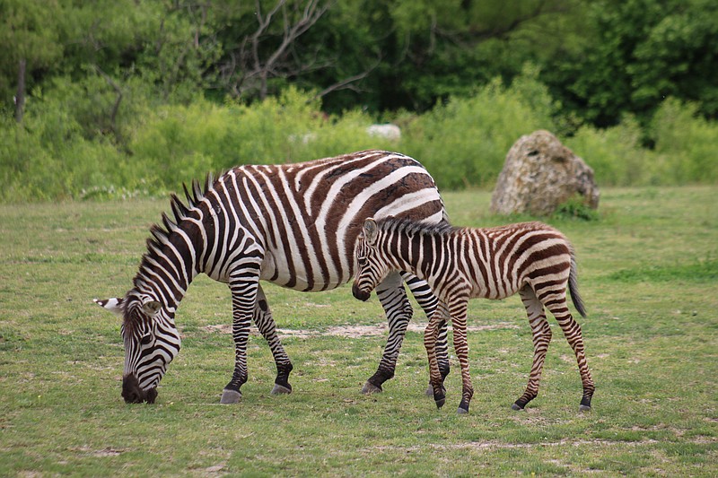 The newborn zebra stays close to his mother, Lydia. (Photo courtesy of Cape May County Zoo)