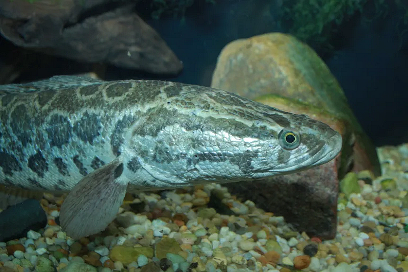 Northern Snakehead fish. (Credit: Wikimedia, creative commons license, Brian Gratwicke)