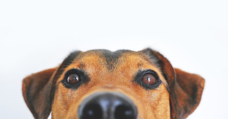 Pixabay/Shelter dog