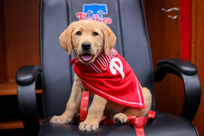 Tugger, the Phillies' new service pup-in-training, is ready for his Major League Debut Tuesday. (Credit: The Phillies)