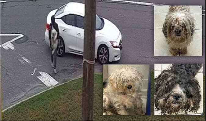 Video shows the three dogs being left. (Humane Society of Atlantic County Facebook)