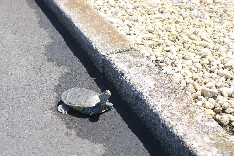 A female diamondback terrapin gets ready to climb over the curb after crossing Kneass Street in Sea Isle City.