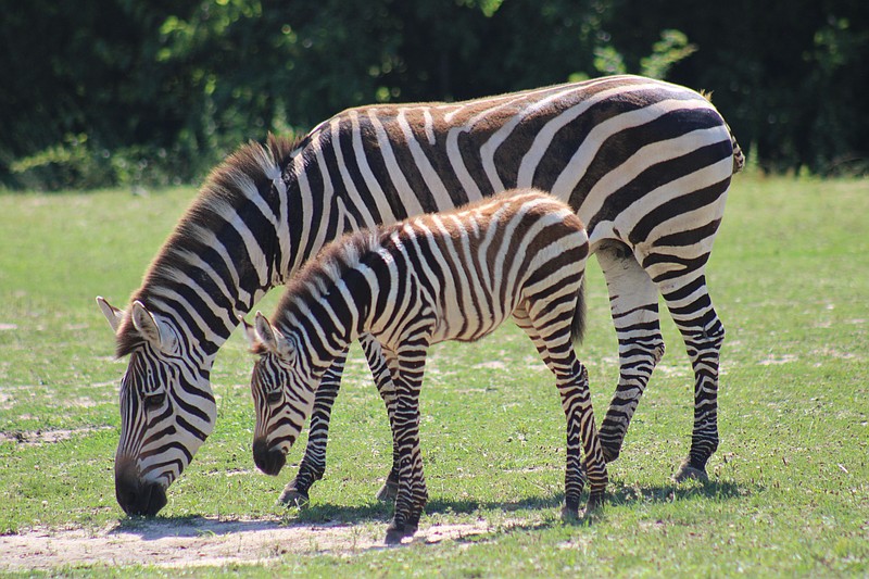 The zebra foal spends time with her mother. (Photo courtesy of Cape May County Zoo)