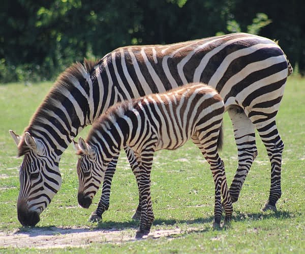 There's a new zebra at the Cape May County Zoo.