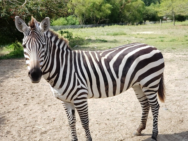 Gretta was one of the senior members of the zebra herd. (Photo courtesy of Cape May County Zoo)