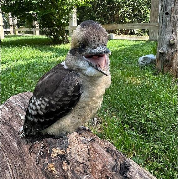 The new chick is one of four kookaburras at the zoo.