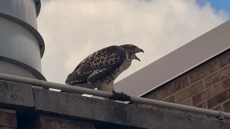 A red-tailed hawk squawks while watching from atop North Penn High School. (Screenshot of NPTV video)