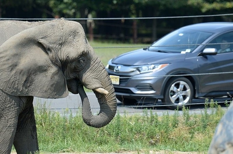 Joyce the Elephant, Six Flags Great Adventure, Jackson, NJ