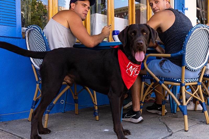 From pup cups to splash pools, vendors at the Dog Day of Summer are excited to host our four-legged friends Aug. 16 in Manayunk. (Image courtesy of Korey Aversa/Aversa PR)