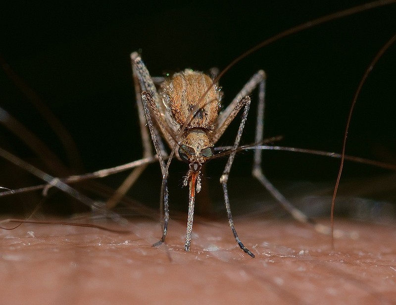 County officials advise residents to protect themselves against mosquito borne diseases.