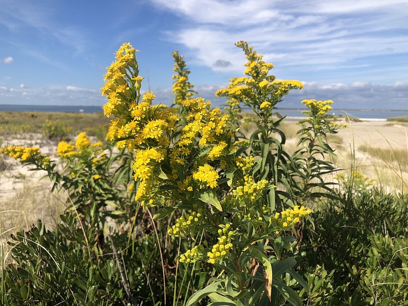 Y. LASKARAS/USFWS/Seaside goldenrod (Solidago sempervirens) Edwin B. Forsythe National Wildlife Refuge