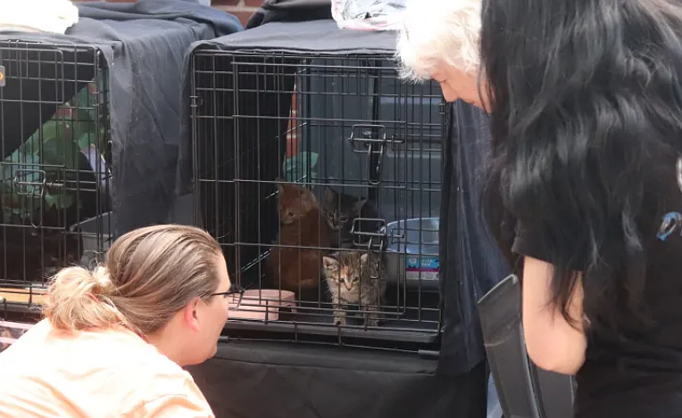 Community members view adoptable kittens during KittyMamas Sanctuary Rescue’s “Fur-Ever Fest” fundraiser September 20 at Perkasie’s Free Will Brewing.