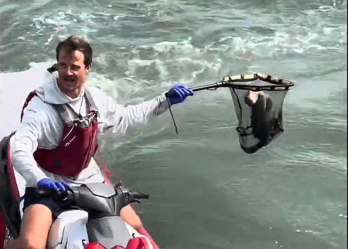 Atlantic City lifeguard Lou Parks successfully captures the bird.