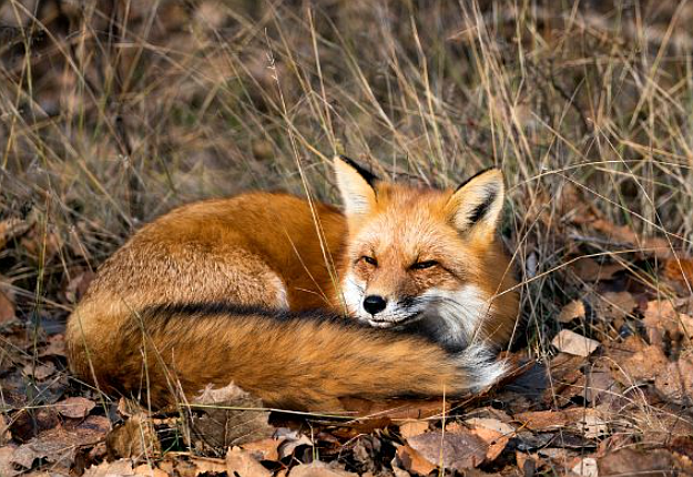 Credit: Abington Police Department.