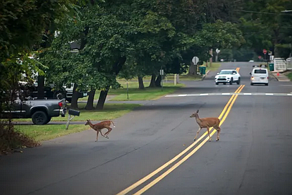 (Credit: Tom Sofield)