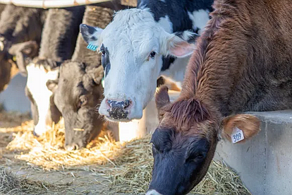 Cows at Diamond Valley Dairy in Myerstown. LevittownNow file photo.