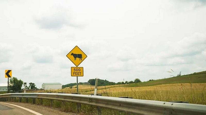 A cow crossing warning sign stands along a rural roadside with a field in the background.(Credit: Grace David / The Center Square)