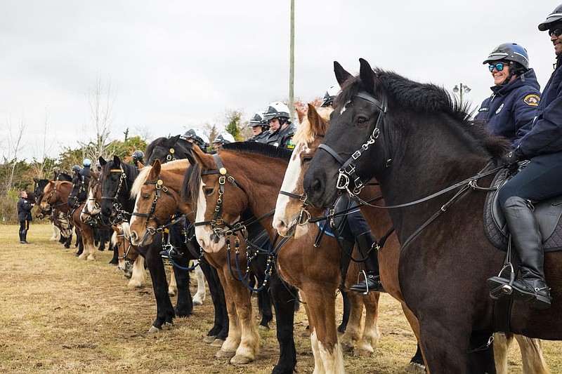 Police horses line up in formation during a training session in Cape May County in 2024. (Photo courtesy of Cape May County Sheriff's Office)