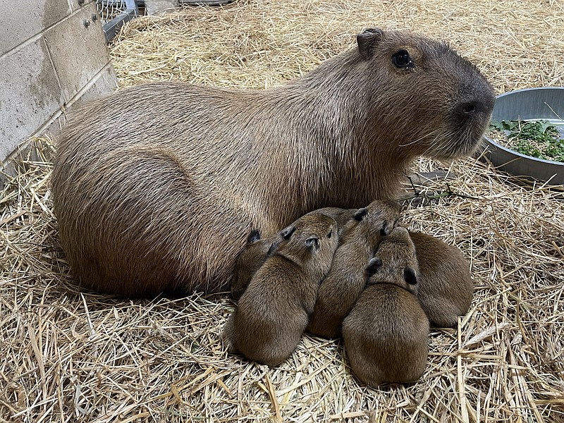Five newly born capybara pups cuddle around their mother, Marigold. (Photos courtesy of Cape May County Zoo)