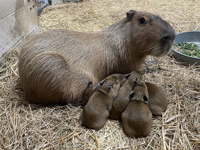 Five newly born capybara pups cuddle around their mother, Marigold. (Photos courtesy of Cape May County Zoo)