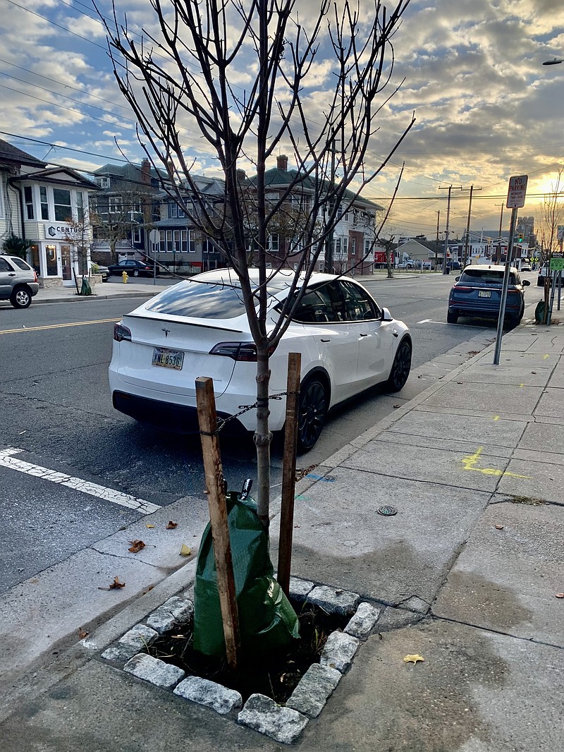 New street trees were planted and pavers installed around them along Ventnor Avenue in Ventnor City.