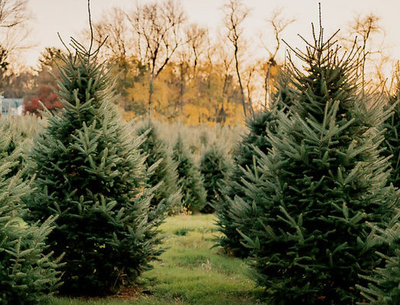 Linvilla Orchards in Middletown Township offers cut-your-own Christmas trees. (Image courtesy of Linvilla Orchards)