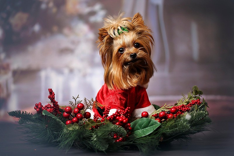 holiday pets