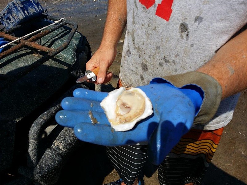 Cape May County's oyster industry helps the local economy. (Photo courtesy of Cape May County)