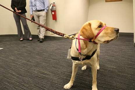 Daisey greeting reporters in 2019. (Credit: Tom Sofield/LevittownNow.com)