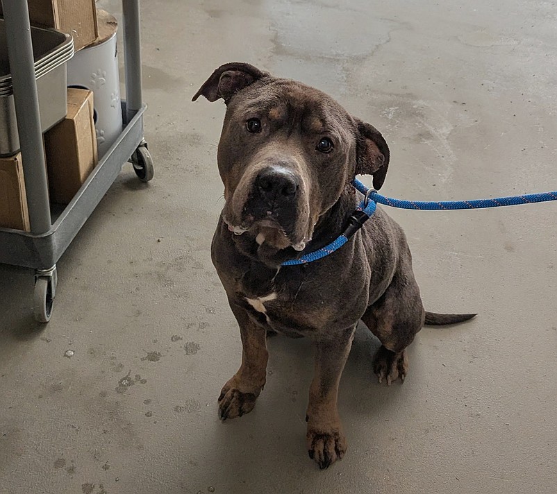 The dog Aarin Burdine-Moody allegedly left out in the cold and was attacked by two other dogs is at the Atlantic County Animal Shelter being treated for his injuries.